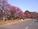 大宮公園梅まつり02