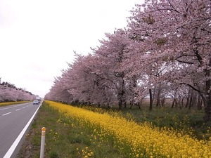 八郎潟11kmの菜の花と桜並木 道の右側
