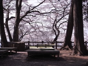 太平山謙信平の座敷席と桜