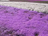 色とりどりの芝桜3