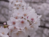 満開の桜アップ1