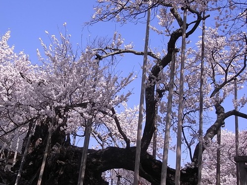 山高神代桜