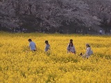 幸手権現堂堤の桜08