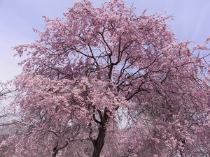 つがの里枝垂れ桜の満開の花