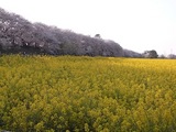 幸手権現堂堤の桜07