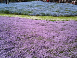 館林フラワーガーデン芝桜4