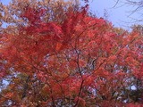 休憩所の紅葉1