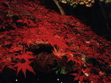 長瀞紅葉5