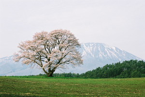 秀峰岩手山をバックに満開に花を咲かせた小岩井農場一本桜