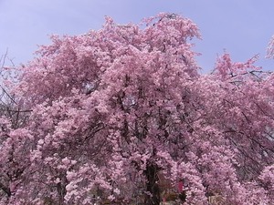 つがの里枝垂れ桜の満開の花の上部