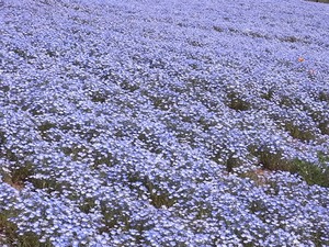太田市北部運動公園 おおた芝桜まつり ネモフィラの花畑アップ1