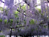玉敷公園藤の花12