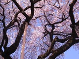 イトザクラの枝振り5