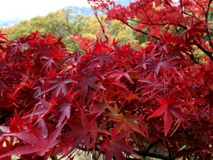 もみじ谷の紅葉アップ2