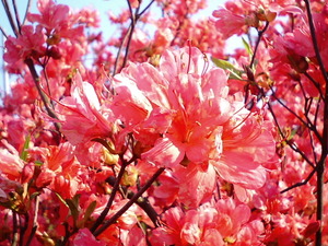 ���ϸ�Ω�ĤĤ��������� �ܰ��ղ֤�餫��������󥸤����ä��Ȥ����������ΤĤĤ�