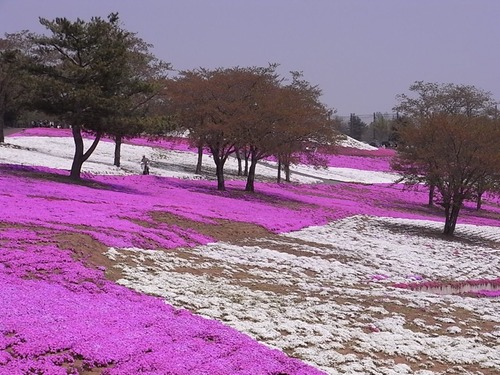 太田市北部運動公園 おおた芝桜まつり