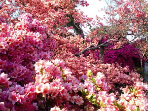 ���ϸ�Ω�ĤĤ��������� �����껳�Τ褦�˺餭�ؤ�Ȥ��֤������ΤĤĤ�