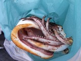 買った焼きイカ