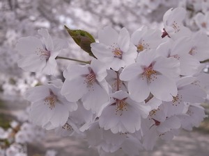 北上展勝地 桜の花アップ