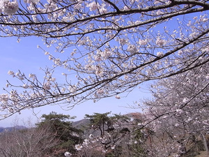 太平山 謙信平からの眺めと桜1