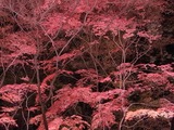 長瀞紅葉ライトアップ04