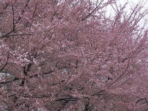 大潟村桜・菜の花ロード 11kmの桜並木 5部咲きの桜アップ