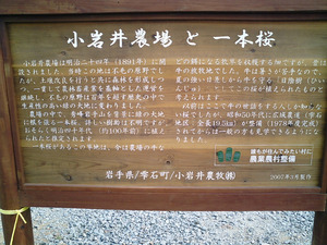 小岩井農場一本桜の解説看板