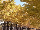 立川口前のイチョウ並木3