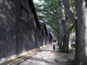 山居倉庫 酒田夢の倶楽 黒壁の倉庫群と欅並木を逆側から見る