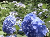 あじさい寺12