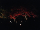 長瀞紅葉9