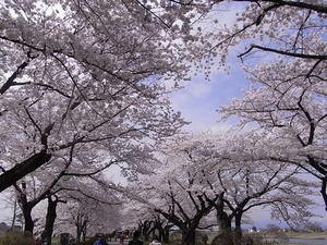 北上展勝地 目一杯花を咲かせた桜並木3