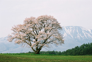 広々とした小岩井農場に雄大な岩手山の姿と一本桜