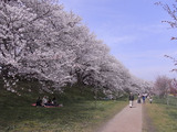 満開の桜並木アップ2