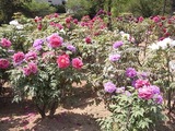 密集しているぼたんの花1
