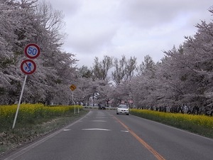 八郎潟11kmの菜の花と桜並木 コーナー