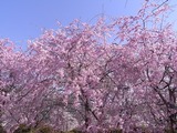 ピンクの色味が強い桜1