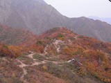 山肌の紅葉6