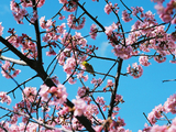 河津桜10