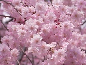 つがの里枝垂れ桜の満開の花々