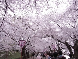 弘前城桜のトンネルを歩いている様子