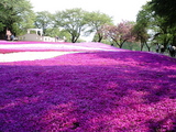 館林フラワーガーデン芝桜12