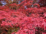 休憩所の紅葉2