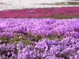 色とりどりの芝桜7