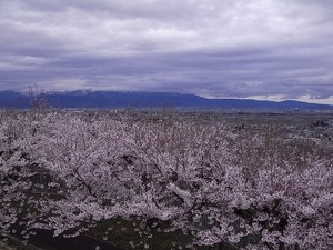天童公園(舞鶴山)展望台からの眺めと満開の桜3