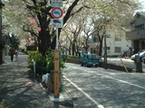 桜坂2