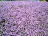 館林フラワーガーデン芝桜5