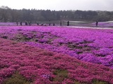 一面芝桜3