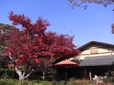 日本庭園の紅葉1