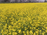 満開の菜の花畑アップ1